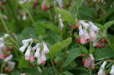 Comfrey (Symphytum officinale)