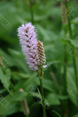 Bistort (Persicaria bistorta) Bistort (Persicaria bistorta)