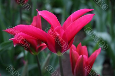 Tulipa (Pimpernel) Tulipa (Pimpernel)