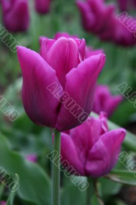 Tulipa (Blue Amabile)