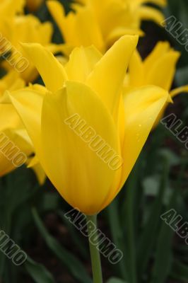 Tulipa (West Point)