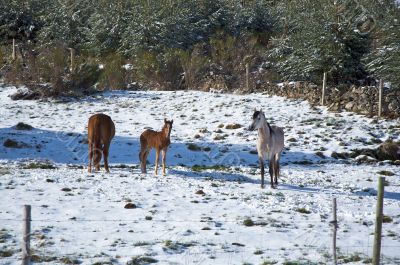 family horses on snow