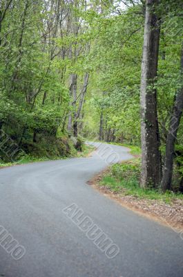 curves at the forest