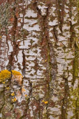 birch bark