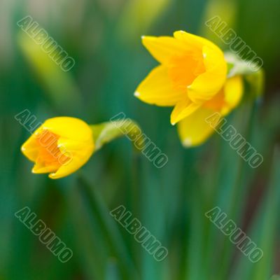 yellow narcissuses