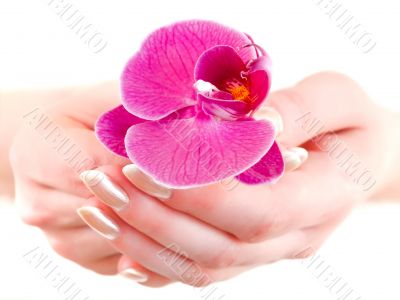 orchid in woman hands orchid in woman hands