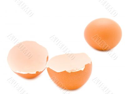 egg and shell egg and shell