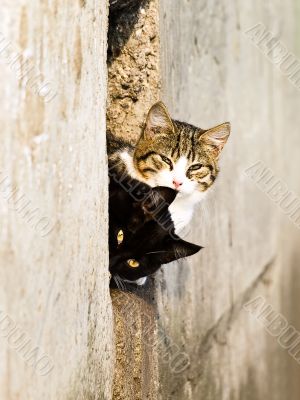 Two outdoor cat