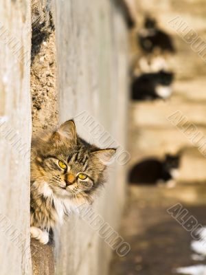 cats cats