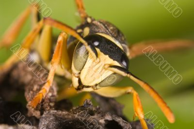 Wasp -Polistes bischoffi-