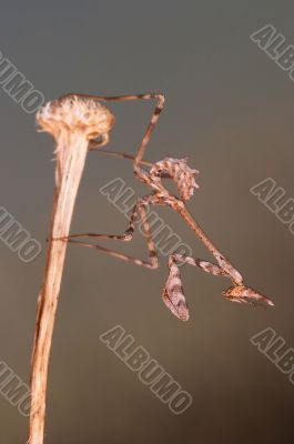 Mantis -Empusa pennata-