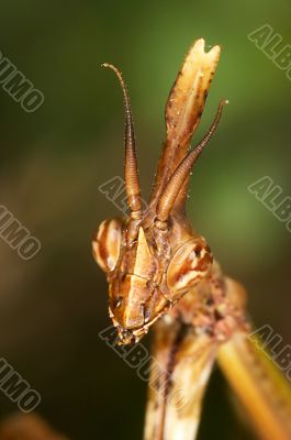 Mantis  -Empusa pennata-