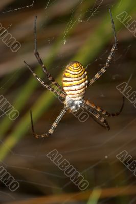 Spider -Argiope bruennichi-