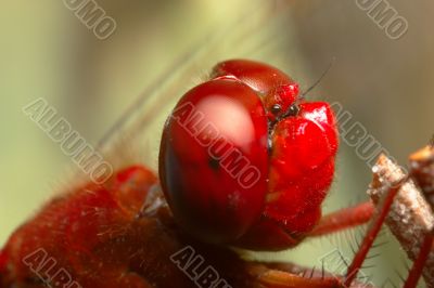 Dragonfly - sympetrum sp