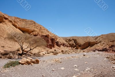 Desert rocky landscape in Red Canyon