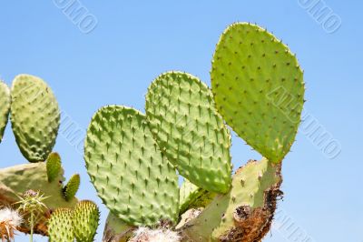 Tzabar cactus or prickly pear