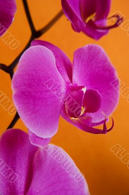 Magenta orchids