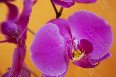 Magenta orchids