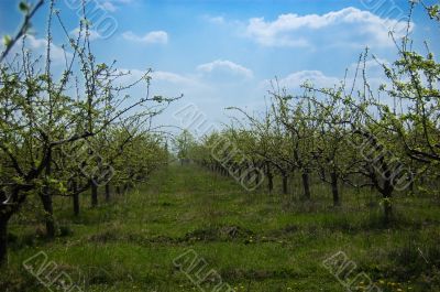 Apple garden Apple garden