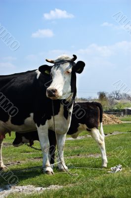 Cows on lown Cows on lown