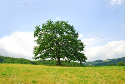 Lonely oak tree on green hill