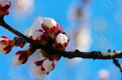 White apricot flowers with blue sky background