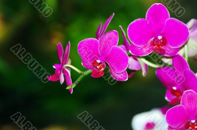 A purple orchid on natural green background