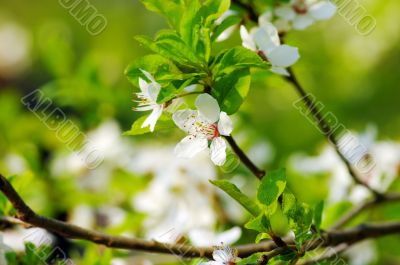 Tree branch with cherry flowers over natural green background