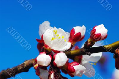 White apricot flowers with blue sky background