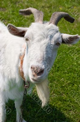 Curious white goat