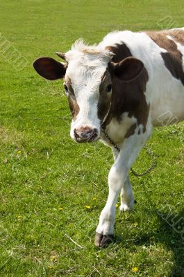 Grazing cow Grazing cow
