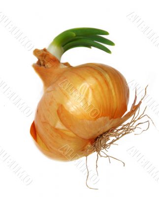 Onion sprout