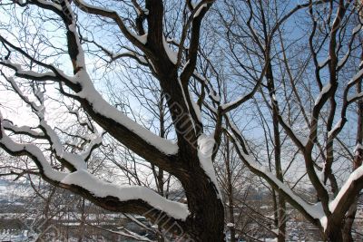 Winter branch