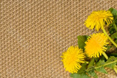 Beige textile Backgrounds close-up and spring dandelions Beige textile Backgrounds close-up and spring dandelions