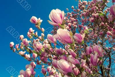 blooming magnolia tree in april