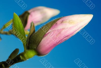 magnolia bud against blue sky