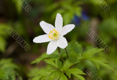 anemone close up