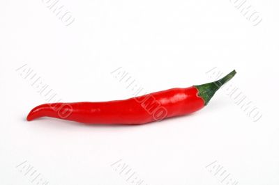 single red hot chili pepper