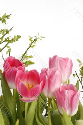 pink tulips with green twigs