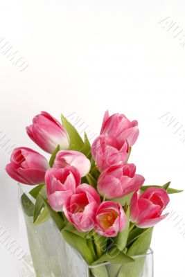 pink tulips with space for your text