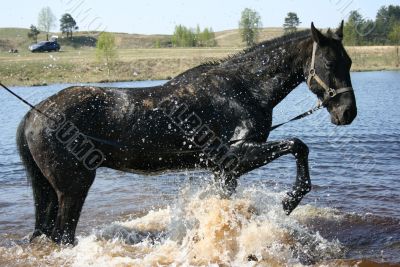 Bathing of a black horse