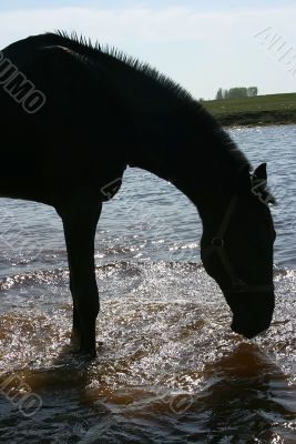 The horse drinking from lake