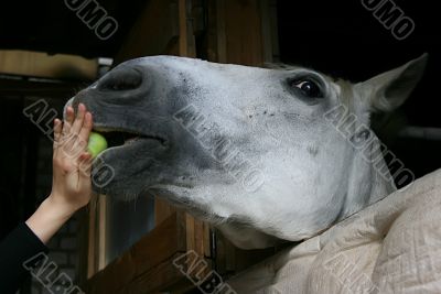 Apple for a favourite horse.