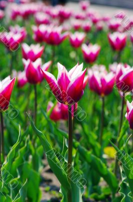 Field of Pink Tulips