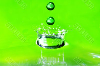 Water drop and splash on the fresh green shoot.