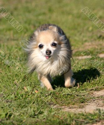 running chihuahua