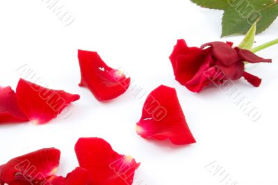 Lots of rose leafs with red rose isolated on white background