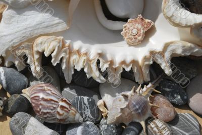 still life with seashells