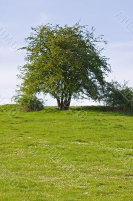 tree tree