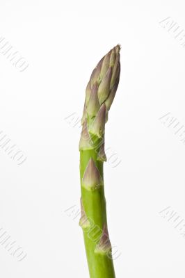 asparagus